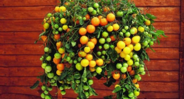 Přehled odrůd rajčat ampel a jemnosti jejich pěstování